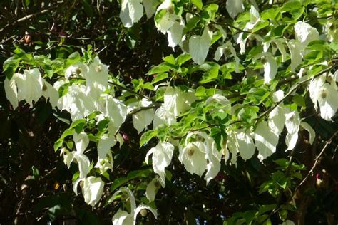 樁樹|珙桐(Dove tree)的故事 – 綠色文化俱樂部